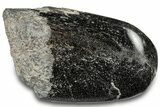 Polished Fossil Dinosaur Bone (Gembone) Section - Wyoming #309389-2
